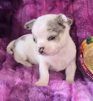 Rocky, a male Chihuahua for sale in Zanesville, OH – 5 of 5