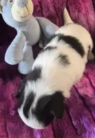AKC Max, a male Chihuahua for sale in Zanesville, OH – 2 of 4