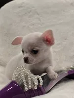 AKC Pearl, a female Chihuahua for sale in Zanesville, OH – 2 of 6