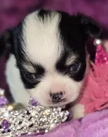 Small AKC Amy Sue, a female Chihuahua for sale in Zanesville, OH – 4 of 10