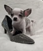 AKC RockStar, a male Chihuahua for sale in Zanesville, OH – 3 of 9