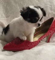 AKC Minnie Mouse, a female Chihuahua for sale in Zanesville, OH – 6 of 10