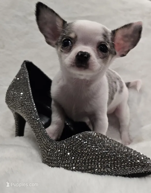 AKC RockStar – Chihuahua puppy for sale in Zanesville, OH