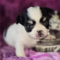 Small AKC Amy Sue, a female Chihuahua for sale in Zanesville, OH – 3 of 10