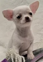AKC Pearl, a female Chihuahua for sale in Zanesville, OH – 6 of 6