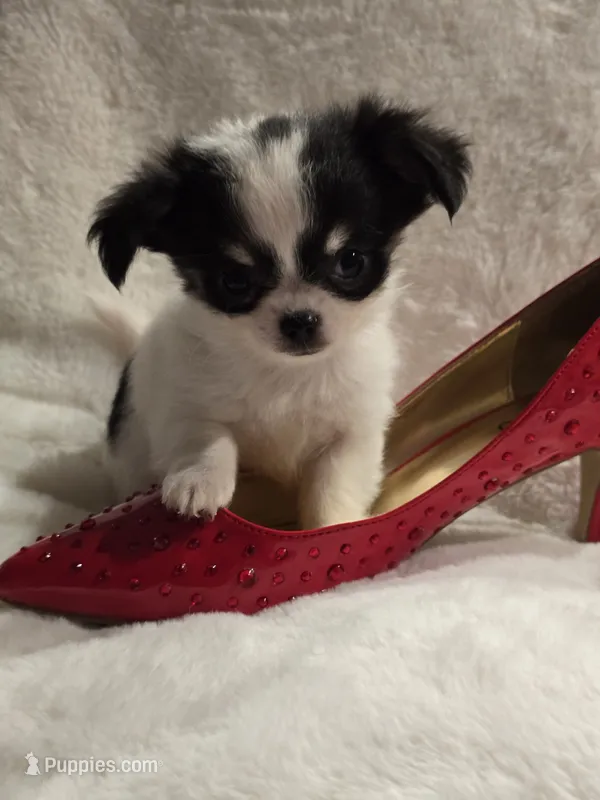 AKC Minnie Mouse – Chihuahua puppy for sale in Zanesville, OH