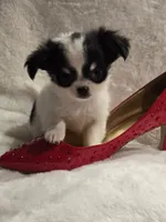 AKC Minnie Mouse, a female Chihuahua for sale in Zanesville, OH – 1 of 10