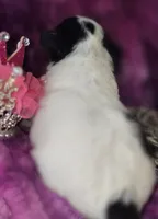 Small AKC Amy Sue, a female Chihuahua for sale in Zanesville, OH – 9 of 10