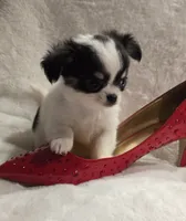 AKC Minnie Mouse, a female Chihuahua for sale in Zanesville, OH – 7 of 10