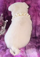 AKC Sugar , a female Chihuahua for sale in Zanesville, OH – 2 of 5