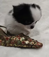 AKC Bat Man, a male Chihuahua for sale in Zanesville, OH – 5 of 9