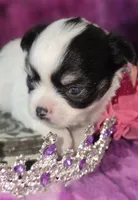 Small AKC Amy Sue, a female Chihuahua for sale in Zanesville, OH – 10 of 10