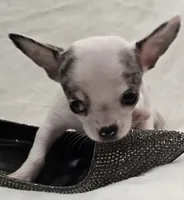 AKC RockStar, a male Chihuahua for sale in Zanesville, OH – 8 of 9