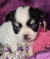 Small AKC Amy Sue, a female Chihuahua for sale in Zanesville, OH – 2 of 10