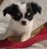AKC Minnie Mouse, a female Chihuahua for sale in Zanesville, OH – 2 of 10