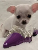 AKC Pearl, a female Chihuahua for sale in Zanesville, OH – 4 of 6