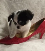 AKC Minnie Mouse, a female Chihuahua for sale in Zanesville, OH – 4 of 10