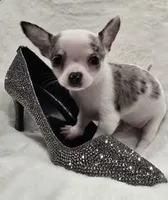 AKC RockStar, a male Chihuahua for sale in Zanesville, OH – 6 of 9