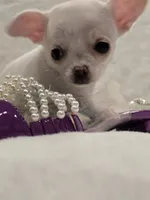 AKC Pearl, a female Chihuahua for sale in Zanesville, OH – 3 of 6