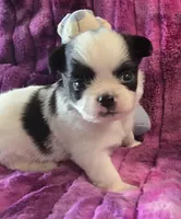AKC Max, a male Chihuahua for sale in Zanesville, OH – 3 of 4