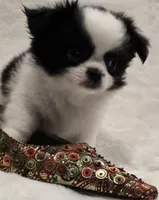 AKC Bat Man, a male Chihuahua for sale in Zanesville, OH – 7 of 9