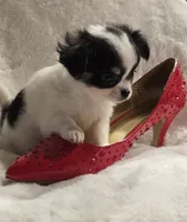 AKC Minnie Mouse, a female Chihuahua for sale in Zanesville, OH – 3 of 10