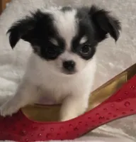 AKC Minnie Mouse, a female Chihuahua for sale in Zanesville, OH – 5 of 10