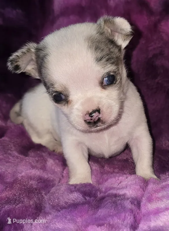 Rocky – Chihuahua puppy for sale in Zanesville, OH