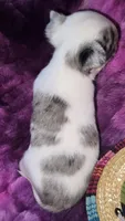 Rocky, a male Chihuahua for sale in Zanesville, OH – 3 of 5