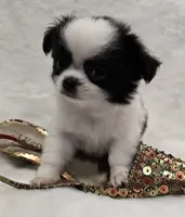 AKC Bat Man, a male Chihuahua for sale in Zanesville, OH – 3 of 9