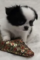 AKC Bat Man, a male Chihuahua for sale in Zanesville, OH – 6 of 9