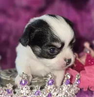Small AKC Amy Sue, a female Chihuahua for sale in Zanesville, OH – 5 of 10