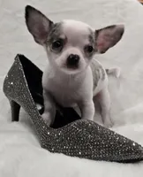 AKC RockStar, a male Chihuahua for sale in Zanesville, OH – 7 of 9