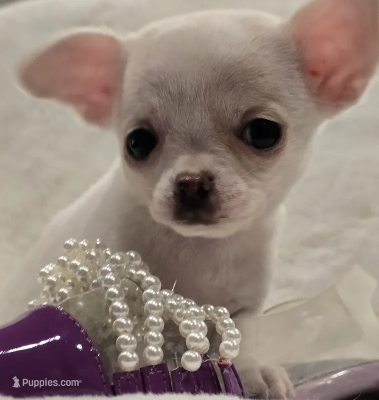 AKC Pearl – Chihuahua puppy for sale in Zanesville, OH
