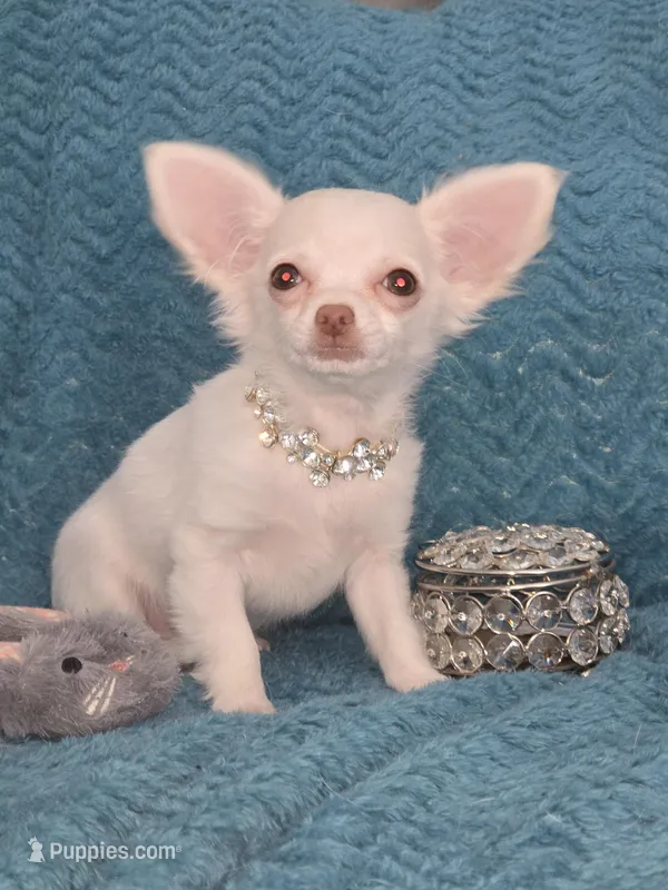  Tiny AKC Sugar Cookie 