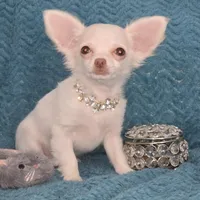 Tiny girl AKC Sugar Cookie , a female Chihuahua for sale in Zanesville, OH – Photo 1 of 5