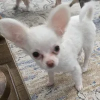 Tiny girl AKC Sugar Cookie , a female Chihuahua for sale in Zanesville, OH – Photo 5 of 5