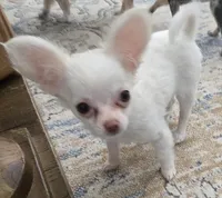  Tiny AKC Sugar Cookie , a female Chihuahua for sale in Zanesville, OH – Photo 4 of 4