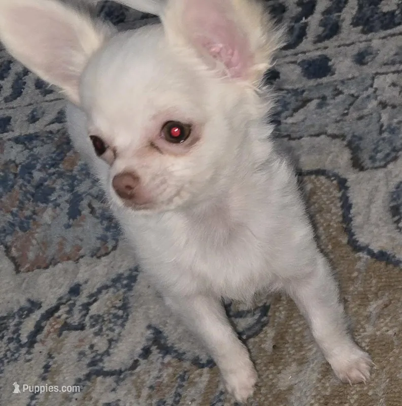  Tiny AKC Sugar Cookie 