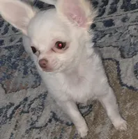  Tiny AKC Sugar Cookie , a female Chihuahua for sale in Zanesville, OH – Photo 1 of 4