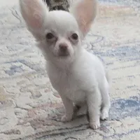 Tiny girl AKC Sugar Cookie , a female Chihuahua for sale in Zanesville, OH – Photo 2 of 5