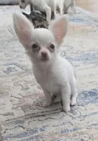  Tiny AKC Sugar Cookie , a female Chihuahua for sale in Zanesville, OH – Photo 2 of 4