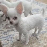 Tiny girl AKC Sugar Cookie , a female Chihuahua for sale in Zanesville, OH – Photo 4 of 5