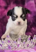 Small AKC Amy Sue, a female Chihuahua for sale in Zanesville, OH – 6 of 10