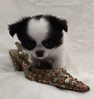 AKC Bat Man, a male Chihuahua for sale in Zanesville, OH – 4 of 9