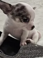 AKC RockStar, a male Chihuahua for sale in Zanesville, OH – 5 of 9
