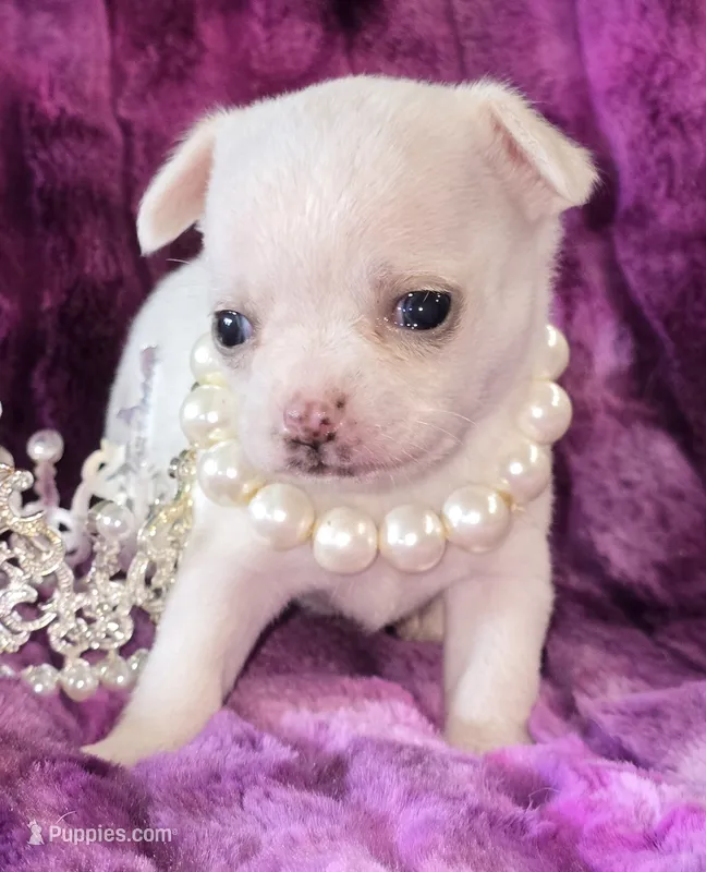 AKC Sugar  – Chihuahua puppy for sale in Zanesville, OH