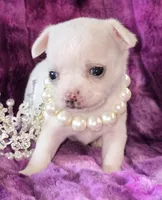 AKC Sugar , a female Chihuahua for sale in Zanesville, OH – 1 of 5