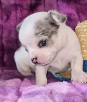 Rocky, a male Chihuahua for sale in Zanesville, OH – 2 of 5