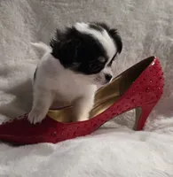 AKC Minnie Mouse, a female Chihuahua for sale in Zanesville, OH – 9 of 10